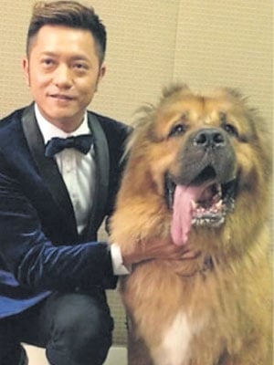 蘇志威被獒犬咬傷 中國報china Press