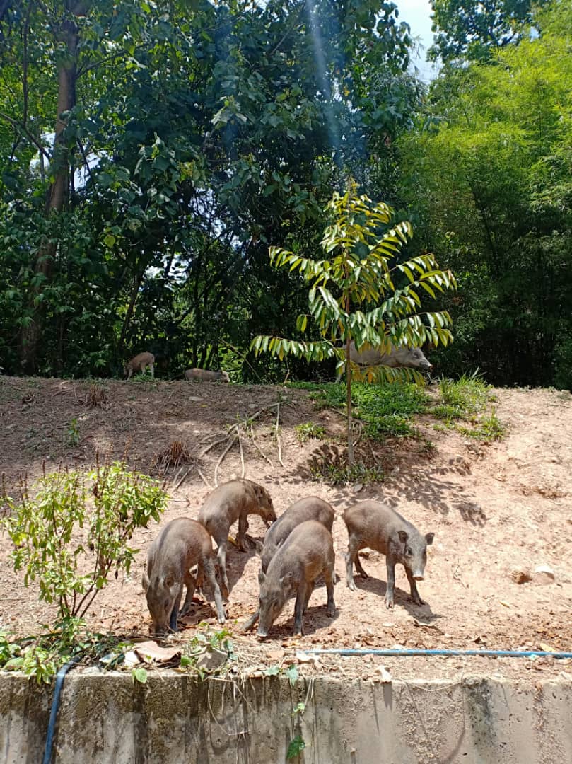 劳勿大巴刹后的商业区丛林有野猪出没，盛传有人到此喂食后中万字。