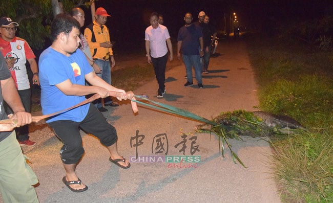 在场者将捕获约80公斤重的山猪，拖出路旁。