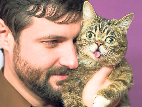 超人气名猫“Lil Bub”。 