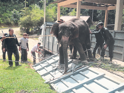 第13頭野象“Detox”，正式遷入肯逸湖大象保育村。