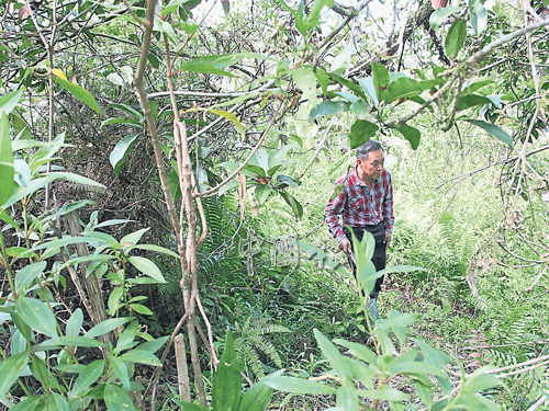 賴東和在雜草叢生的果園內不停穿梭，搜尋當初曾見過的“林明父子之墓”。