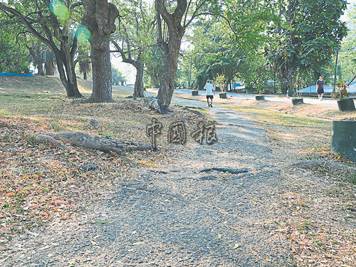 树根生出路面导泊油路出现裂痕，凹凸不平。