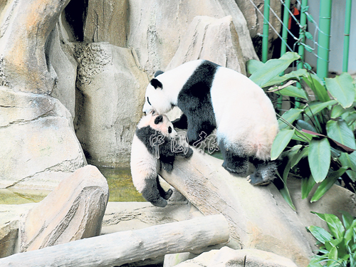 若“靚靚”再度懷孕，國家動物園擔憂“暖暖”會“失寵”而被忽略。（檔案照）