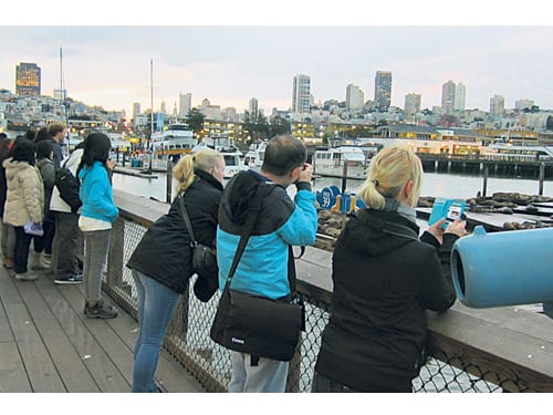 漁人碼頭區的Pier 39碼頭有“海獅俱樂部”，野生海獅游來歡聚一堂。 