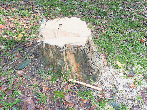 樹齡約30年的沉香樹，被識貨的竊匪偷砍。 