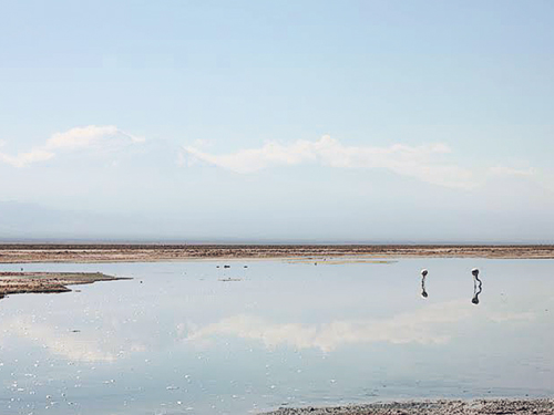 这里是火烈鸟的栖息地，湖中的藻类为罕见的安第斯（Andean）火烈鸟、智利（Chilean）火烈鸟和詹姆斯（James）火烈鸟提供了丰富的食物。 