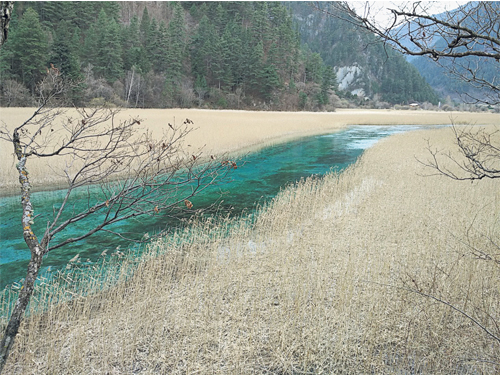 蘆葦海，寧靜地順著自己的路線漂流。