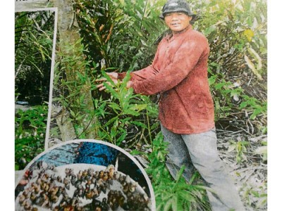 ■卡馬魯查曼在樹上，撿獲大批田螺。