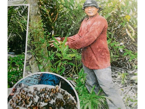  ■卡馬魯查曼在樹上，撿獲大批田螺。