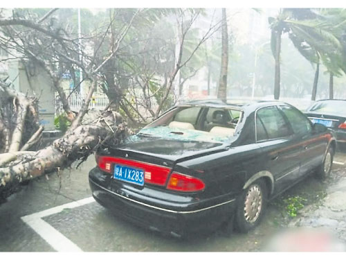  ■有大樹被吹倒，壓碎汽車擋風玻璃。（互聯網圖片）