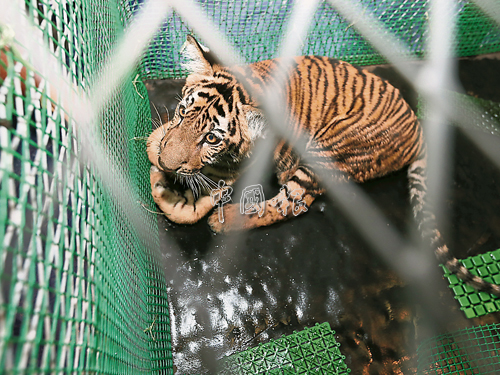 條紋虎是遭充公的野生動物之一。