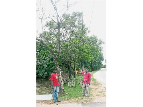 榴槤洞葛迪沙依達曼花園路旁的一棵樹木已枯萎，剩下樹幹。 