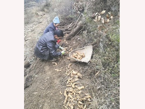 潘金蓮與丈夫在地里挖天麻。