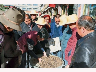 拉薩蟲草市場人頭攢動。（互聯網）