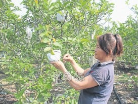 我行我業‧工作繁雜嚇跑農民 種番石榴易結果難照顧