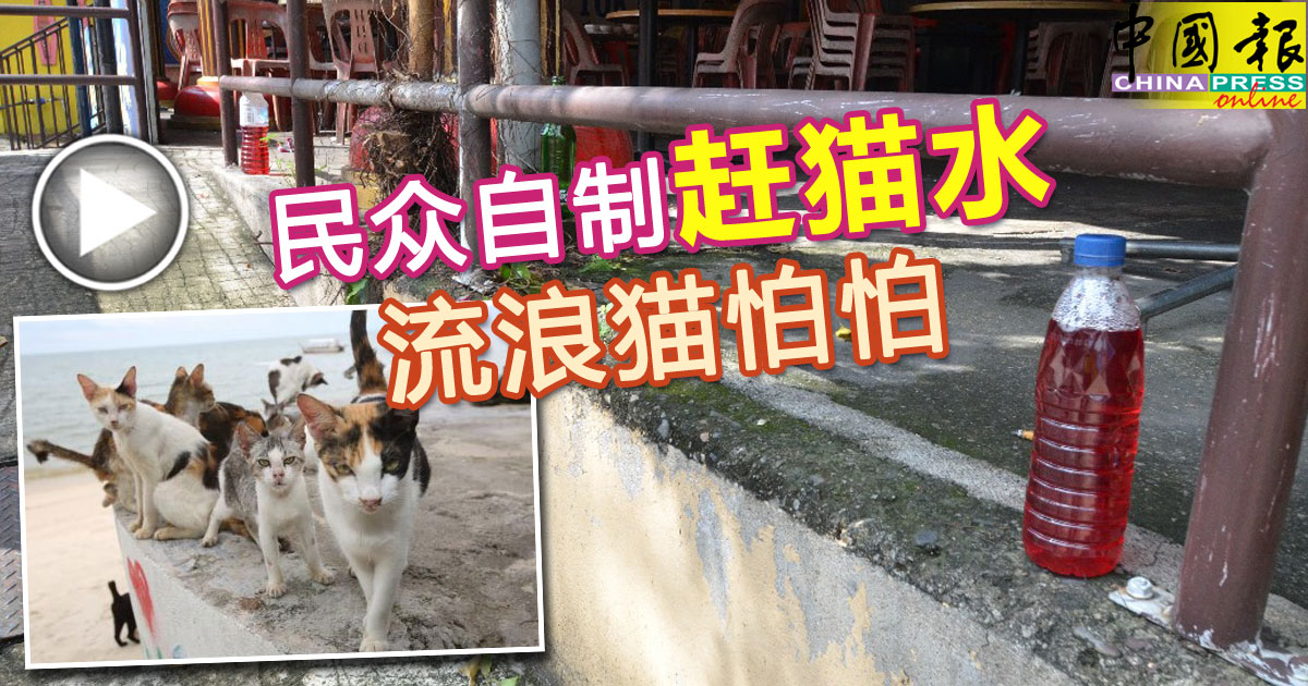 民众自制 赶猫水 流浪猫怕怕 中國報china Press