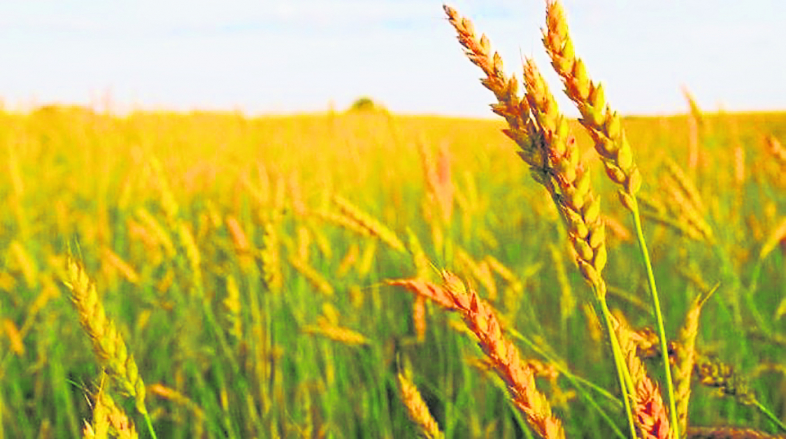 1400年前，东南亚的野生米种长得跟野草一样，叫“尼瓦拉野生稻”（Oryza Nivara）。