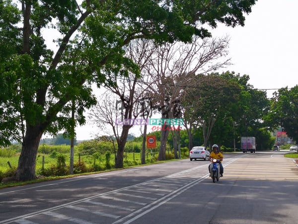 峇株安南麦当劳快餐店前的路段，出现2棵枯树，对公路使用者性命安全构成威胁。