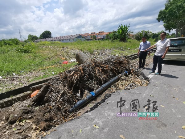 连绵大雨导致一棵非洲楝连根拔起倒下。右起为李翰霖及蔡求伟。