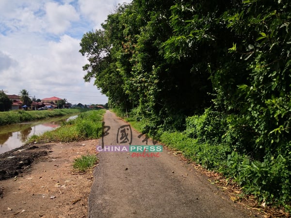 茂盛大树遮挡路灯，造成夜间光线不足，对公路使用者安全构成威胁。