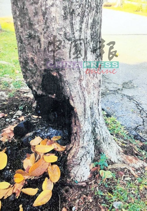 今日森美兰头条】住家前焚烧、割树皮、下毒辣手毁树罚- 中国报Seremban