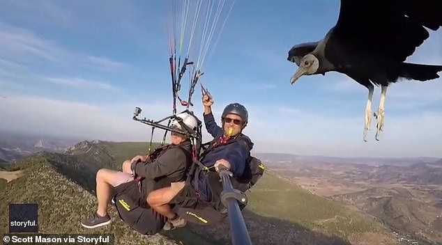 梅森与旅伴同乘滑翔伞傲游，一只秃鹰紧紧跟随。