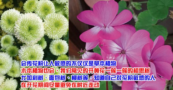 青青絮语 花粉症与爱花人 中國報china Press