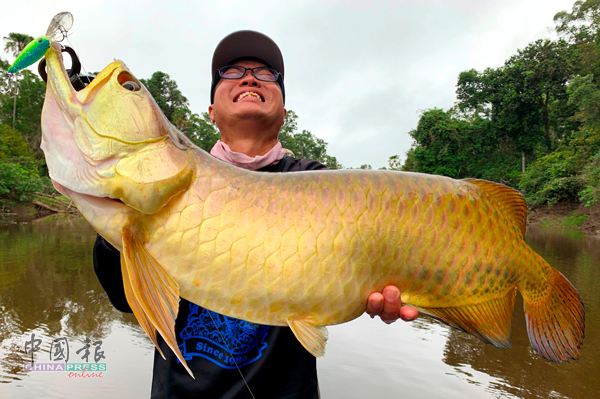 金黄色的珍珠龙只有印尼巴布亚南部的河流能够钓到，非常稀有珍贵，是钓鱼人梦寐以求的对手。