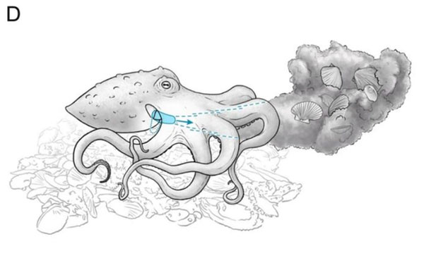 章鱼会用触手将它们要投掷的物体放到身体下方，然后倾斜虹吸管（siphons）并喷射出一注水流到物体上，将物体喷出几倍身长之远。