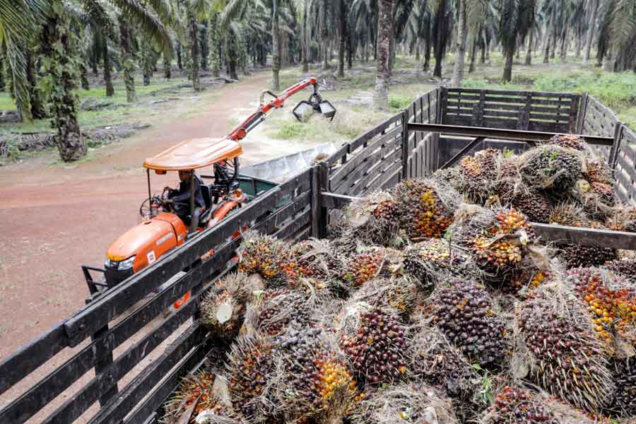 palm oil