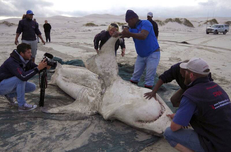 南非鲨鱼之乡不时有残缺大白鲨遗体被冲上岸，它们内脏都被虎鲸啃食殆尽。