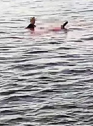 老妇遭鲨鱼攻击后，用脚蹼试图游上岸，伤口的血液染红大海。