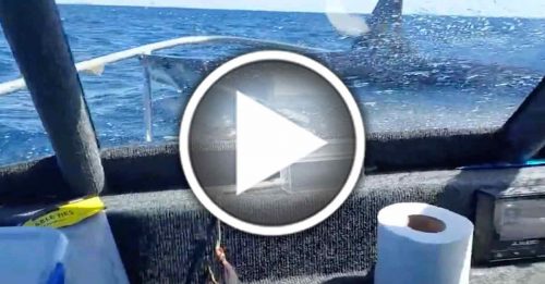 巨鲨误咬钓饵 从海中跳上船