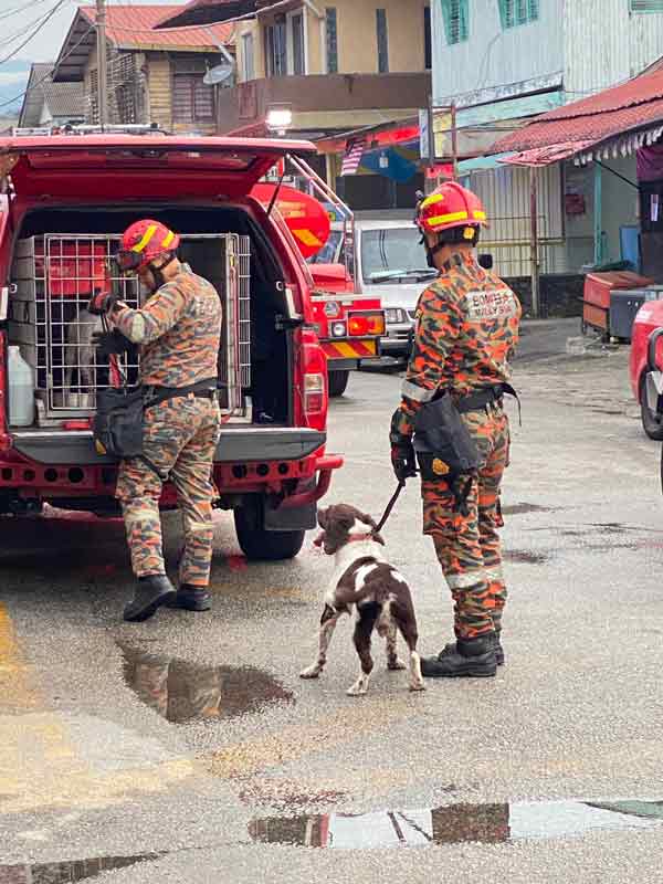 rescue dog,investigate,fire