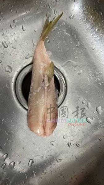 Pufferfish 河豚 鸡腿鱼 气鼓鱼