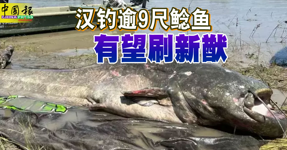 汉钓逾9尺鲶鱼有望刷新猷| 中國報China Press