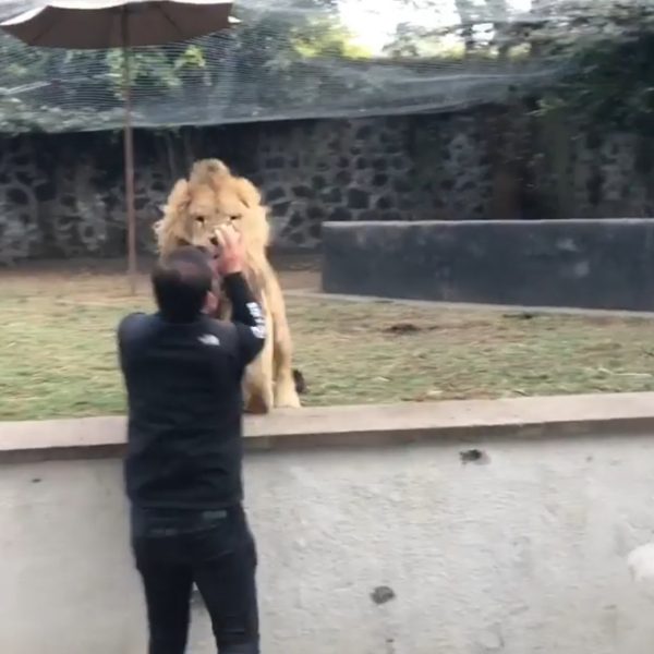 lion