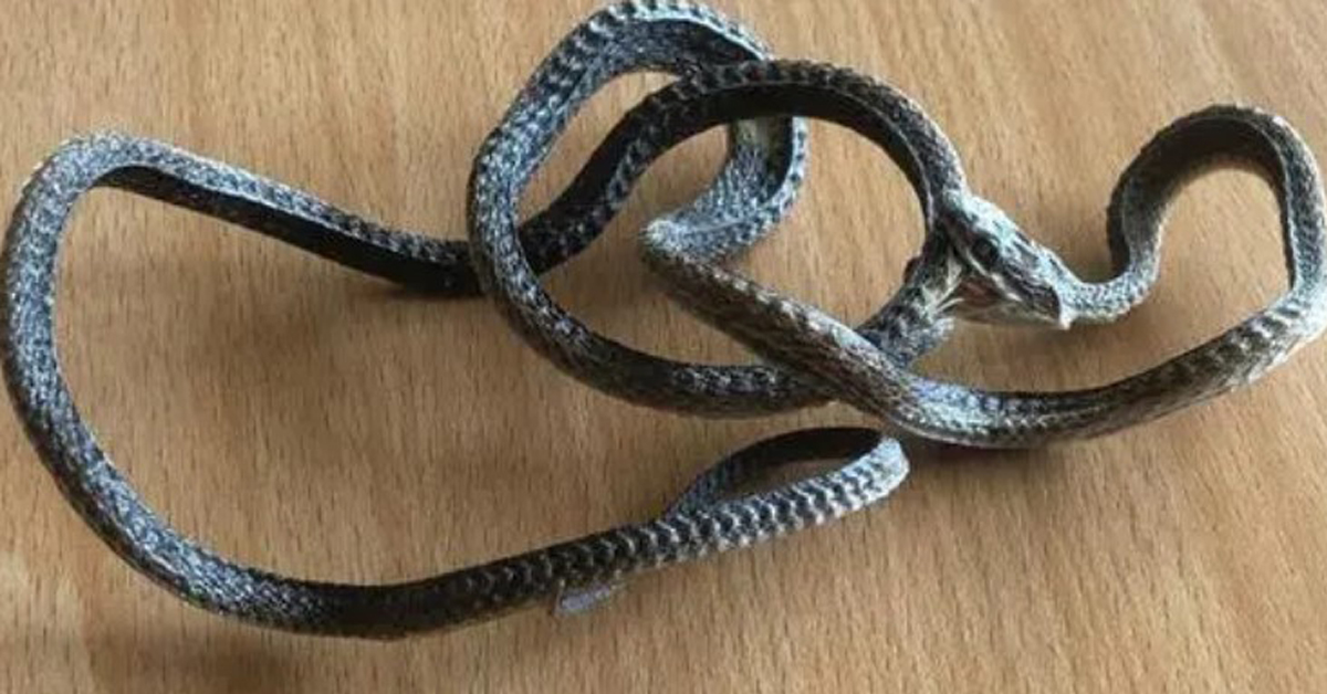 澳洲女子发现一条尸体被风干多时的“木乃伊蛇”，但该条蛇死前正在啃咬自己身体，死状十分凄惨诡异。