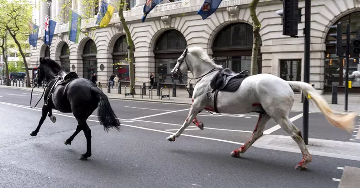 英国伦敦街头24日出现马匹乱窜，其中一匹白马身上似染血迹。