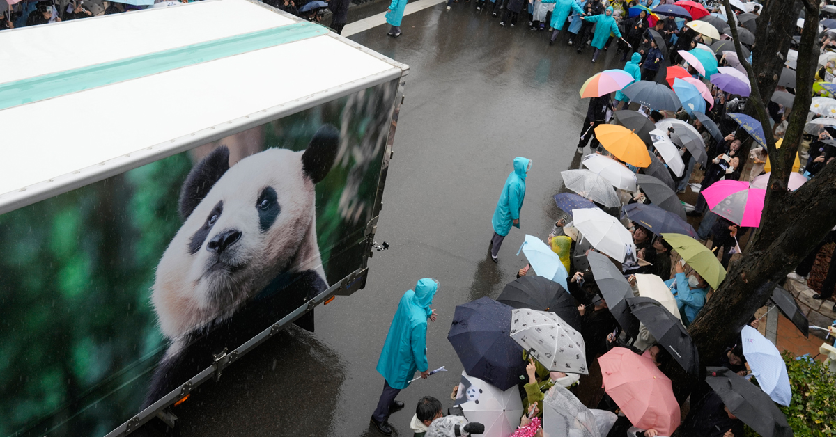 民众冒雨欢迎“福宝”。（美联社）