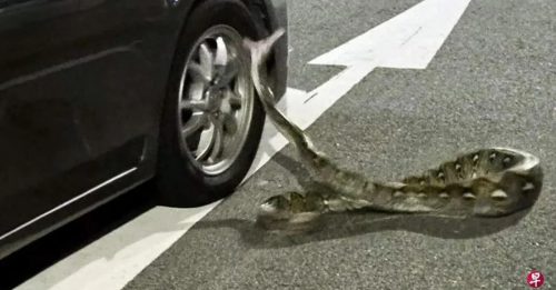 蟒蛇在路中央“歇息” 张口咬途经车辆轮胎