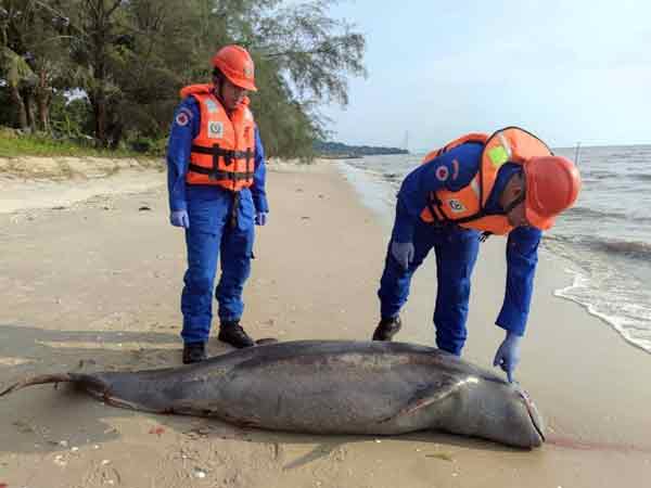 海豚疑遭螺旋桨致伤死亡，搁浅在沙滩。