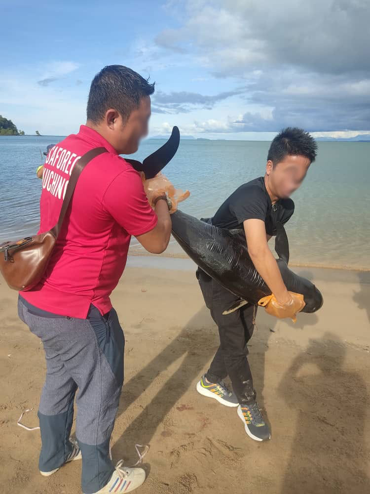 海滩惊现小海豚尸体 尸身上有尖锐物造成伤口