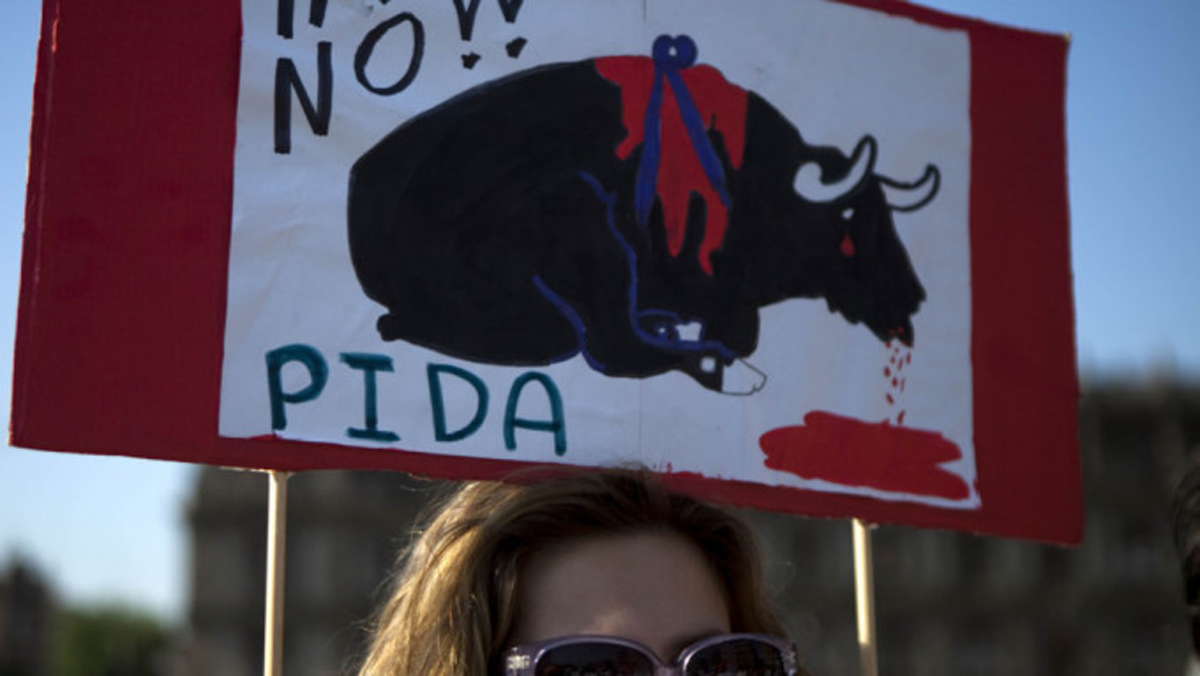 多年来，全球各地有动保人士提出禁止斗牛活动。美联社