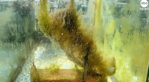 根据加州大学圣迭戈分校的最新研究，Algenesis生产的由海藻制成的塑胶，在不到一年的时间内，即可被完全生物分解。