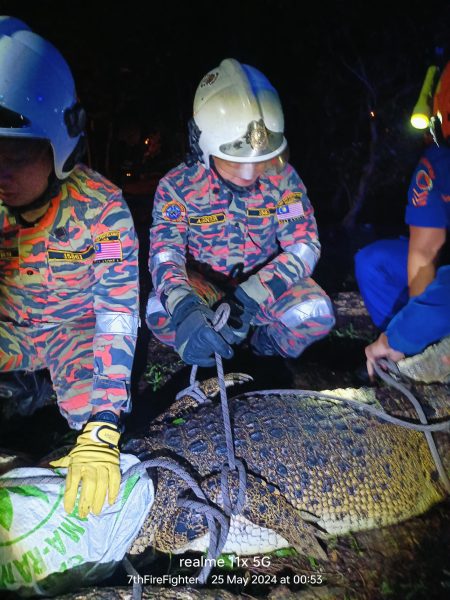 落网的鳄鱼将交由沙巴野生动物局处理。