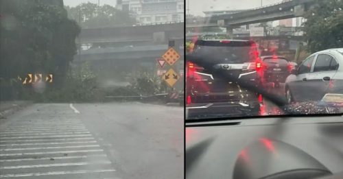 午后暴风雨 树倒堵死路口