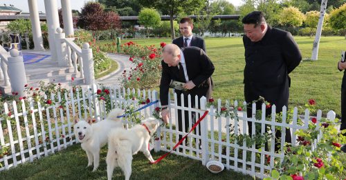 朝鲜“狗狗外交” 金正恩赠普汀2丰山犬
