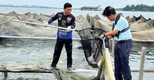 未受漏油事故影响 新加坡养殖鱼可安全食用